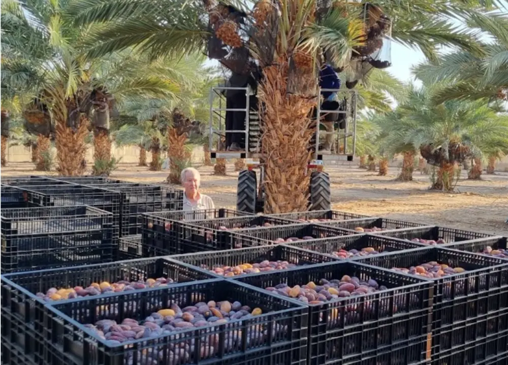 Crates of dates and farmers during the harvest at Koren Farm