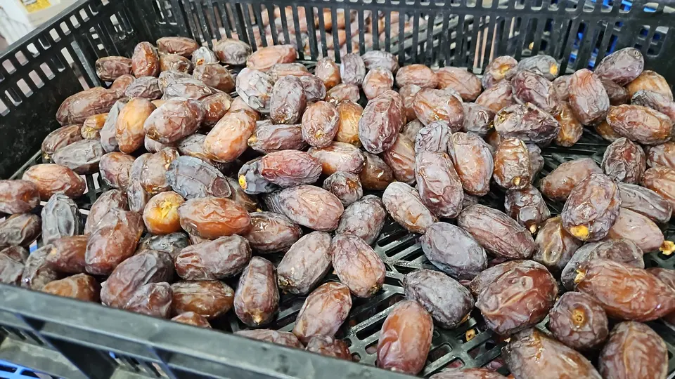 Freshly harvested dates in a collection crate