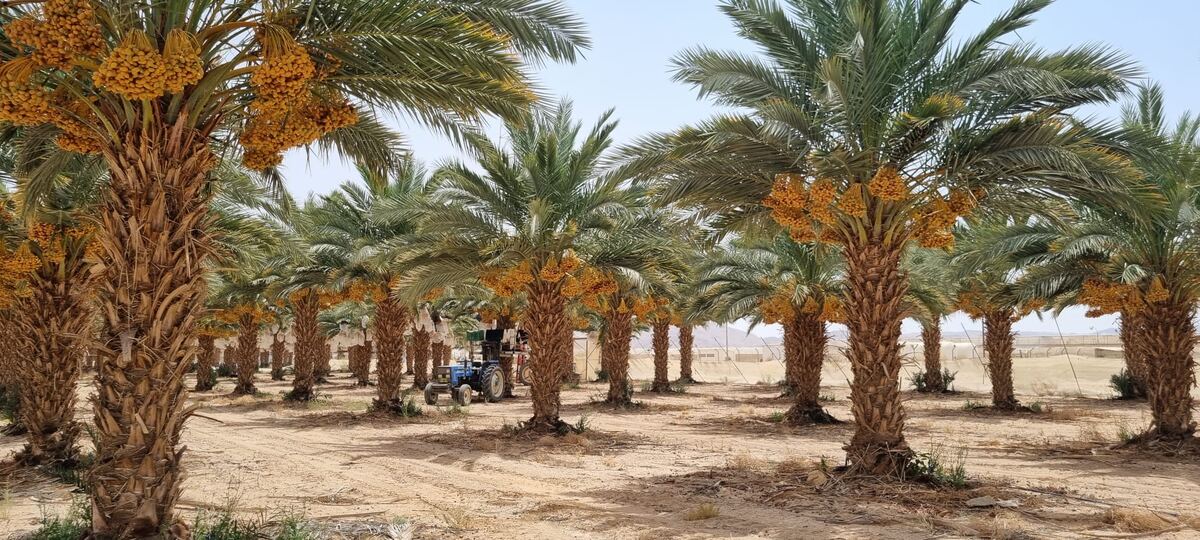 Rows of palms laden with date clusters at Koren Farm in Paran