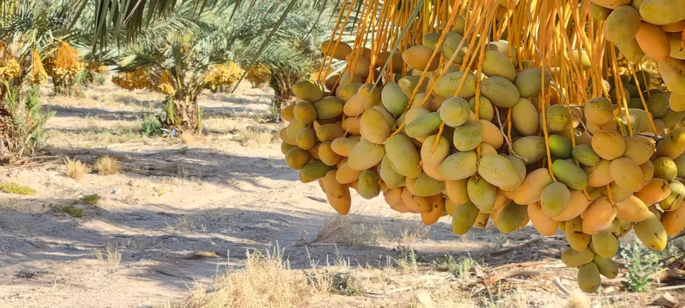 Close-up of a cluster of dates ripening on a palm
