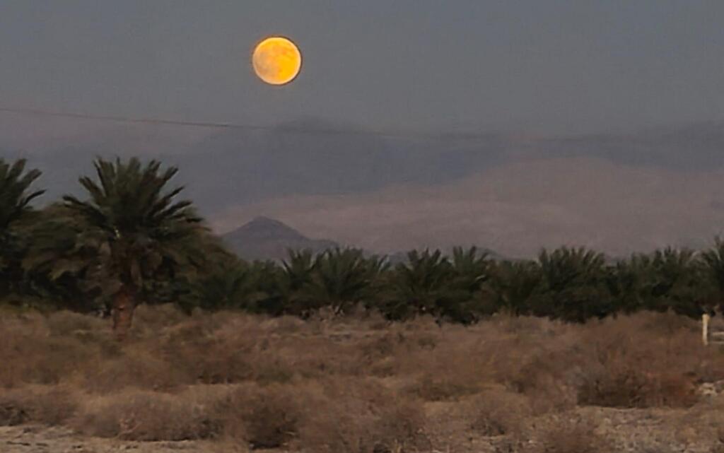The moon above date palms and desert scenery in the Arava. Photo: Koren Farm